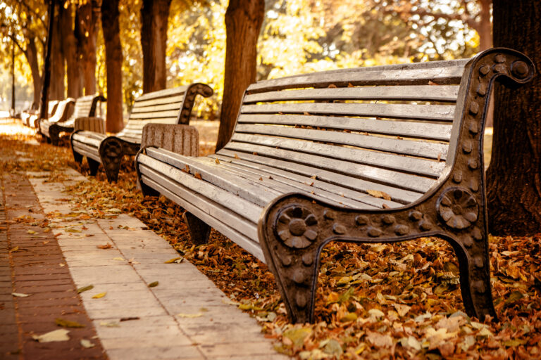 bench-in-the-autumn-park-2026-01-11-10-07-45-utc