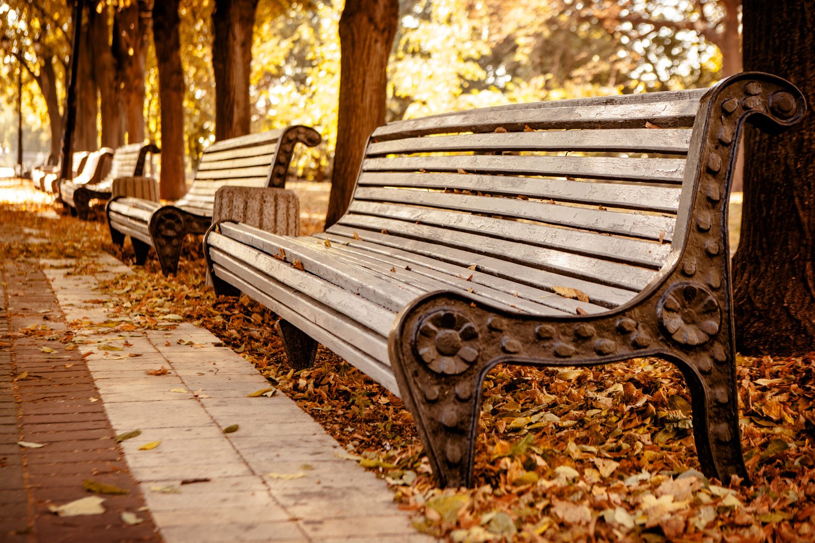 bench-in-the-autumn-park-2026-01-11-10-07-45-utc