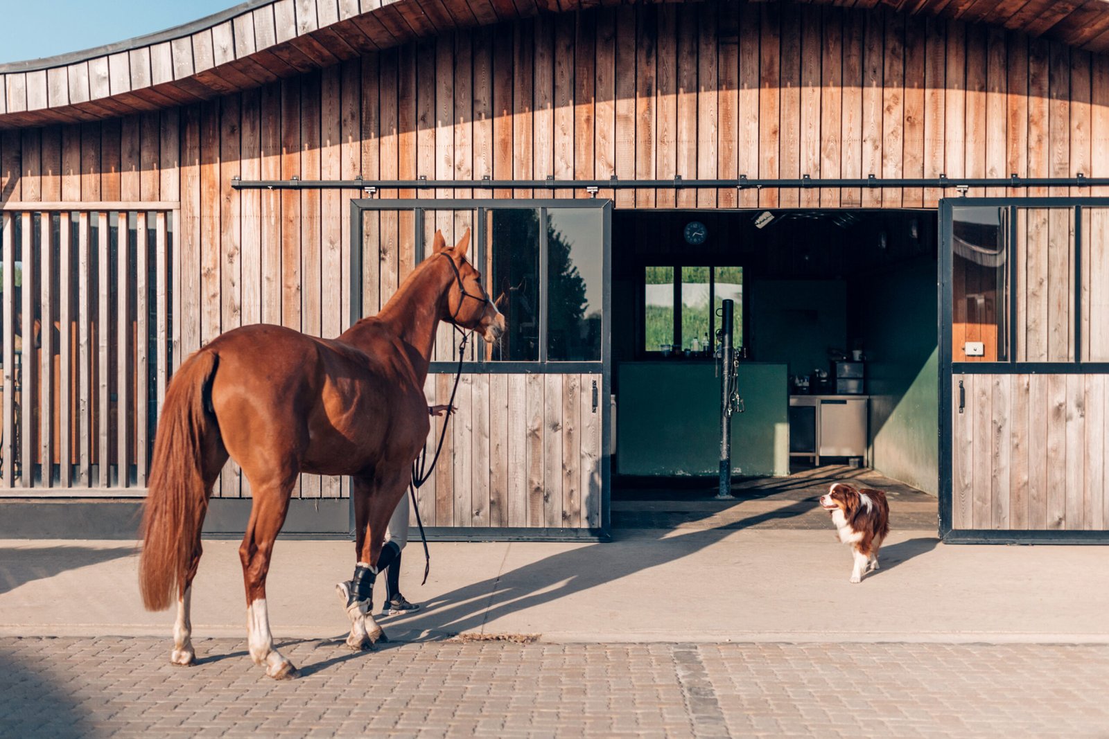 Horse and dog standing outside a modern wooden stable on a sunny day