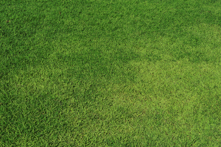 Green grass background.