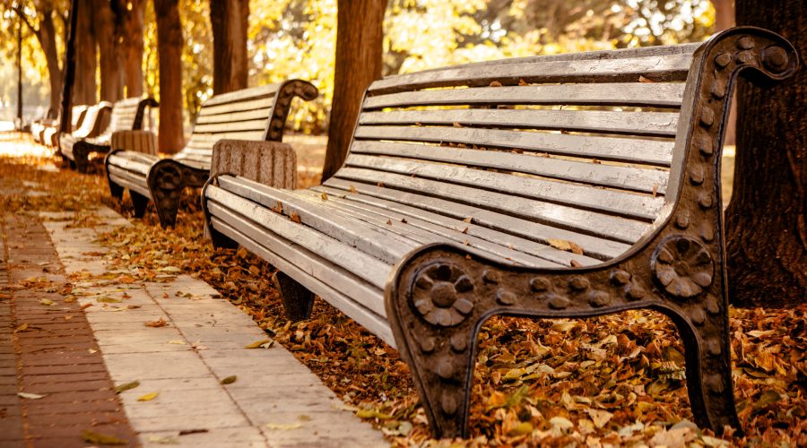 bench-in-the-autumn-park-2026-01-11-10-07-45-utc