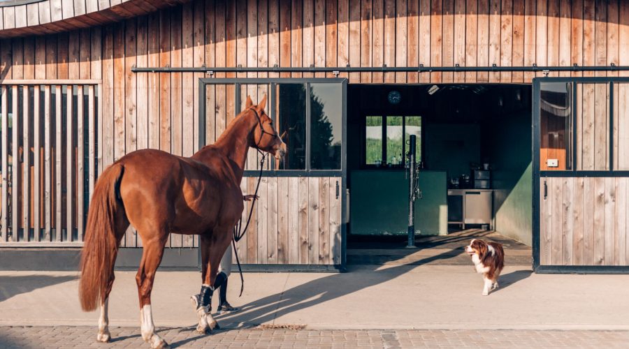 Horse and dog standing outside a modern wooden stable on a sunny day
